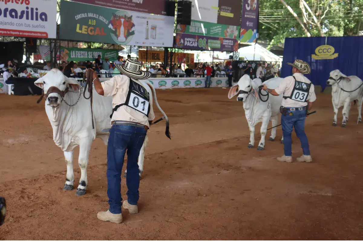 Por elecciones en 2026 adelantarán Feria Ganadera - El Meridiano